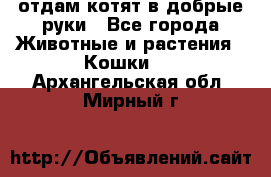 отдам котят в добрые руки - Все города Животные и растения » Кошки   . Архангельская обл.,Мирный г.